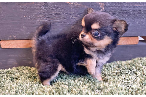 成約済の愛知県のチワワ(ロングコート)-127799の6枚目