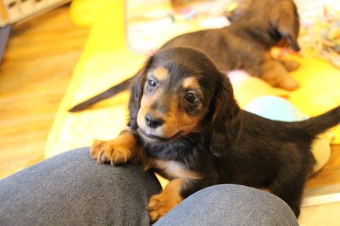 成約済の愛知県のカニンヘンダックスフンド(ロングヘアード)-122234の1枚目