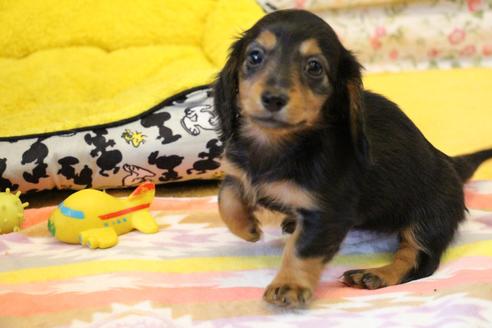 成約済の愛知県のカニンヘンダックスフンド(ロングヘアード)-122234の2枚目