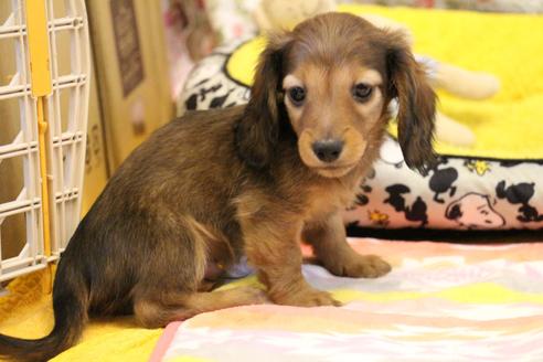 成約済の愛知県のカニンヘンダックスフンド(ロングヘアード)-121309の1枚目