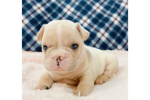 成約済の山口県のフレンチブルドッグ-127304の1枚目