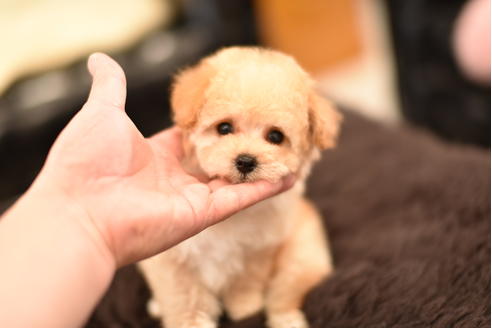 成約済の茨城県のトイプードル-126732の1枚目