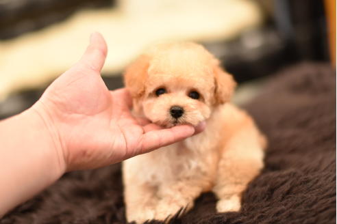 成約済の茨城県のトイプードル-126732の6枚目