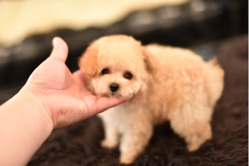成約済の茨城県のトイプードル-126732の3枚目