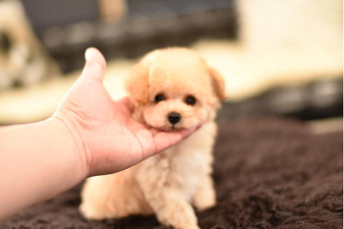 成約済の茨城県のトイプードル-126732の2枚目