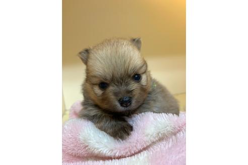 成約済の千葉県のポメラニアン-127859の2枚目