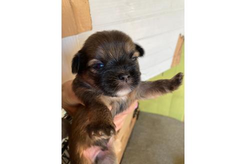 成約済の千葉県のミックス犬-127879の2枚目
