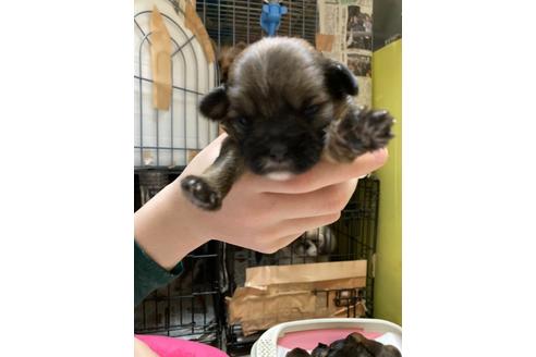 成約済の千葉県のミックス犬-127877の2枚目