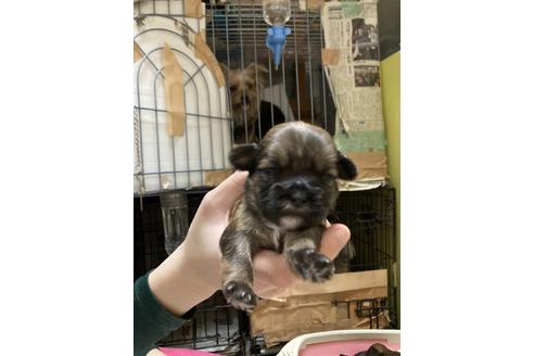 成約済の千葉県のミックス犬-127876の2枚目