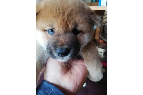 成約済の千葉県の柴犬-123725の1枚目