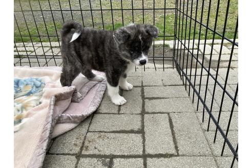 成約済の静岡県の秋田犬-125656の5枚目