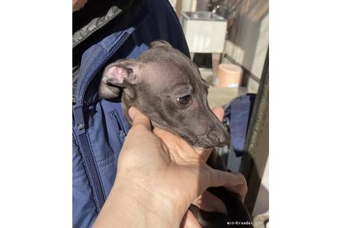 成約済の静岡県のイタリアングレーハウンド(イタグレ)-127902の3枚目