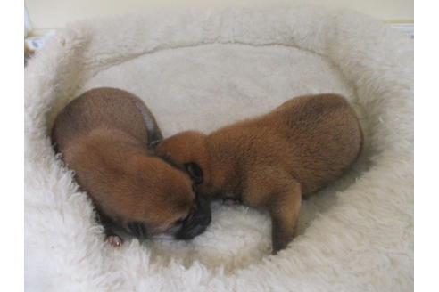 成約済の岡山県の柴犬-127915の6枚目