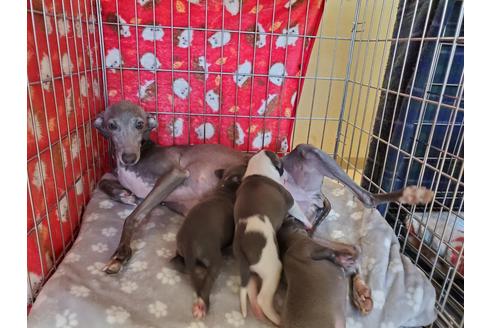 成約済の愛知県のイタリアングレーハウンド(イタグレ)-127926の6枚目