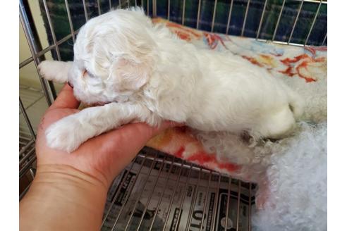 成約済の愛知県のビションフリーゼ-127929の5枚目