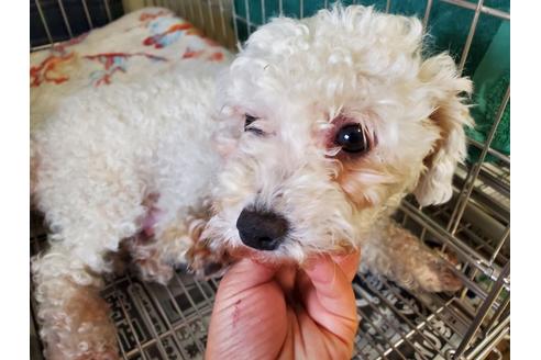 成約済の愛知県のビションフリーゼ-127929の4枚目