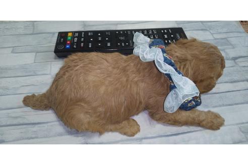 成約済の埼玉県のトイプードル-127567の30枚目