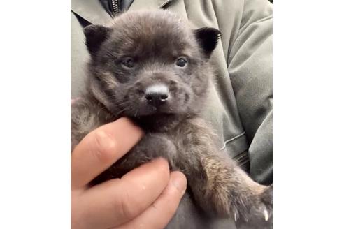成約済の東京都の甲斐犬-127958