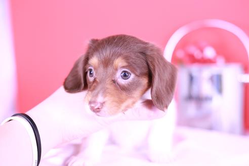 成約済の愛知県のミニチュアダックスフンド(ロングヘアード)-126096の2枚目