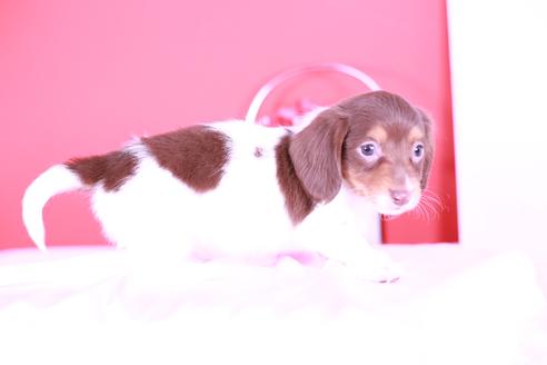 成約済の愛知県のミニチュアダックスフンド(ロングヘアード)-126096の3枚目