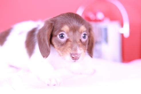 成約済の愛知県のミニチュアダックスフンド(ロングヘアード)-126096の1枚目