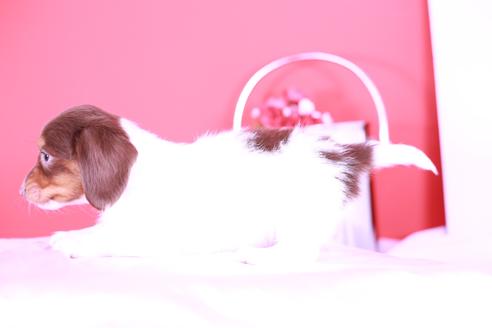 成約済の愛知県のミニチュアダックスフンド(ロングヘアード)-126096の5枚目