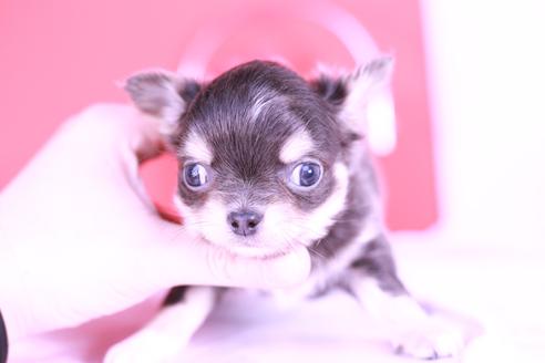 成約済の愛知県のチワワ(ロングコート)-127653の1枚目