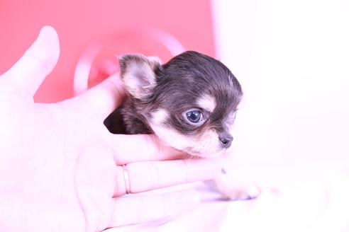 成約済の愛知県のチワワ(ロングコート)-127653の2枚目