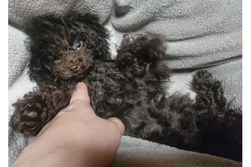 ブラウンのトイプードルの子犬を探す ブリーダーナビ