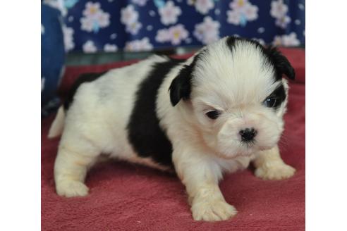 成約済の茨城県のシーズー-127555の7枚目