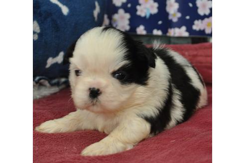 成約済の茨城県のシーズー-127555の5枚目