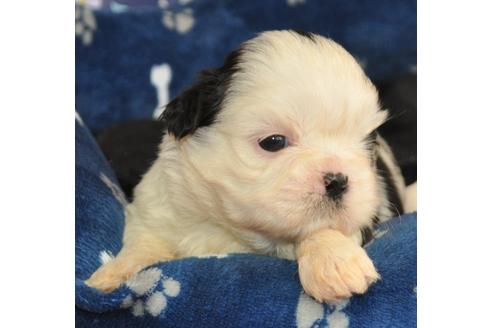 成約済の茨城県のシーズー-127555の4枚目
