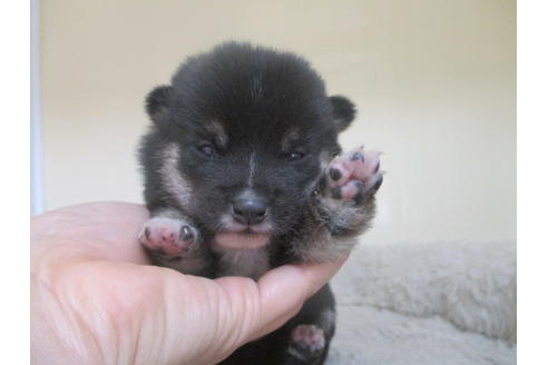 成約済の岡山県の豆柴-126635の16枚目