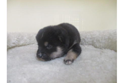 成約済の岡山県の豆柴-126635の15枚目