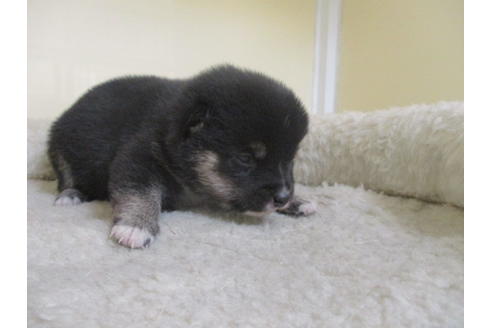 成約済の岡山県の豆柴-126635の14枚目