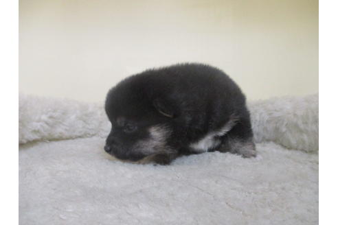 成約済の岡山県の豆柴-126635の13枚目