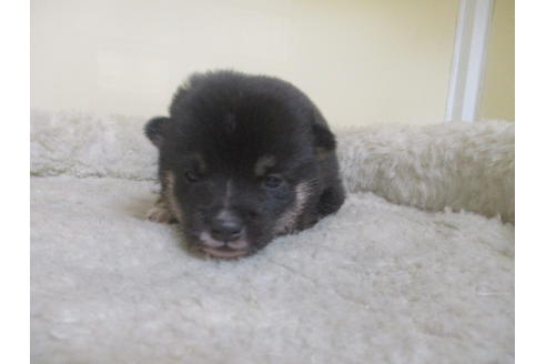 成約済の岡山県の豆柴-126635の12枚目