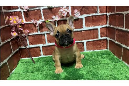 成約済の埼玉県のフレンチブルドッグ-128015