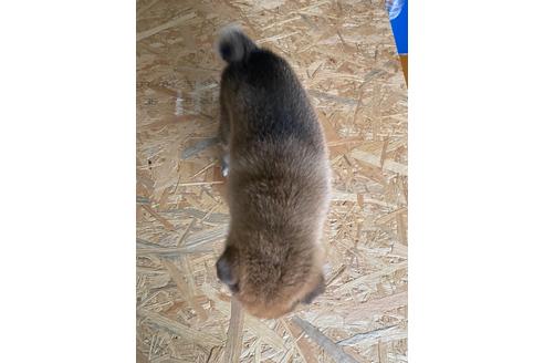 成約済の滋賀県の柴犬-128019の2枚目