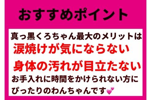 成約済の秋田県のポメプー:ポメラニアン×トイプードル-128046の2枚目