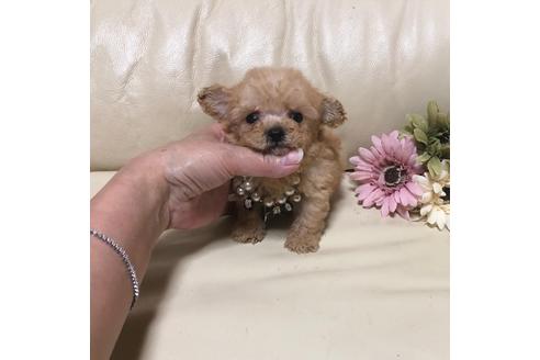 子犬