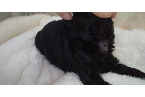 成約済の埼玉県のトイプードル-127563の10枚目