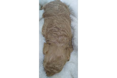 成約済の埼玉県のトイプードル-127567の25枚目