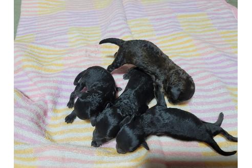 成約済の千葉県のトイプードル-128972の6枚目
