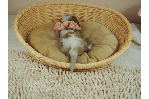 成約済の埼玉県のキャバリアキングチャールズスパニエル-128111の4枚目