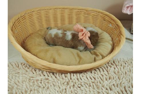 成約済の埼玉県のキャバリアキングチャールズスパニエル-128111の2枚目