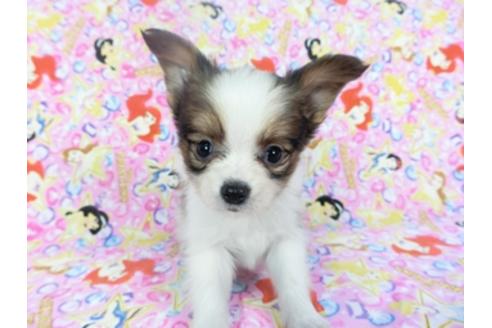 成約済の千葉県のパピヨン-127828の1枚目