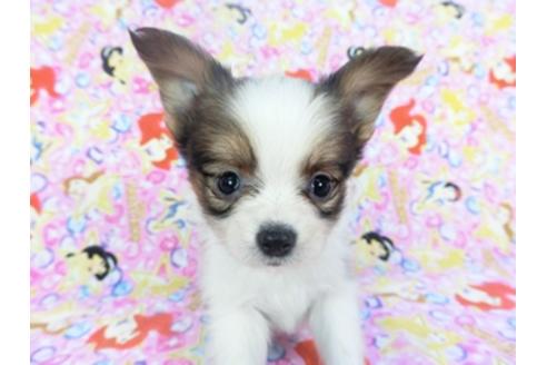 成約済の千葉県のパピヨン-127828の3枚目