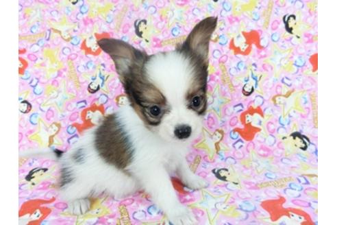 成約済の千葉県のパピヨン-127828の2枚目