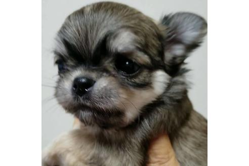 成約済の埼玉県のチワワ(ロングコート)-128131の6枚目